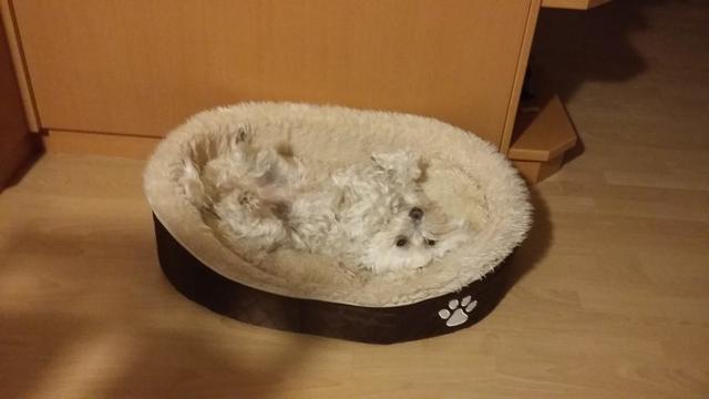 Die kleine "Lilly" in ihrem Hundebettchen | Foto: Sandra Woditschka