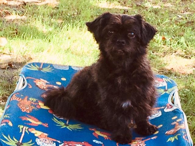 Der kleine "Chili" hat sogar einen eigenen Liegestuhl  | Foto: Helga Riautschnig