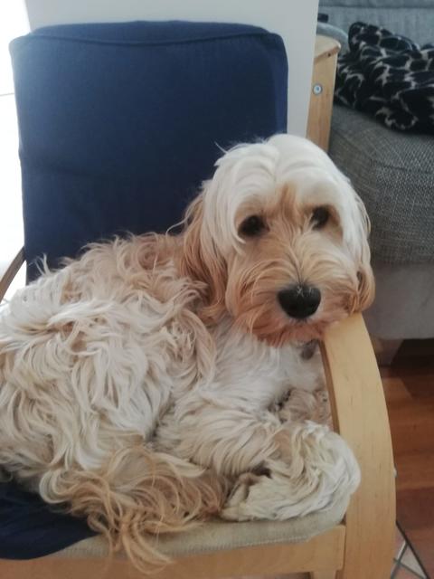 "Der Sessel gehört mir" - denkt sich die kleine Luna.  | Foto: Rosa Laaber