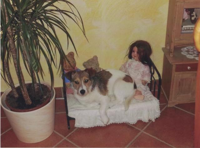 Jack Russel Mischlingsdame "Funny" in ihrem Bettchen | Foto: Renate Karner