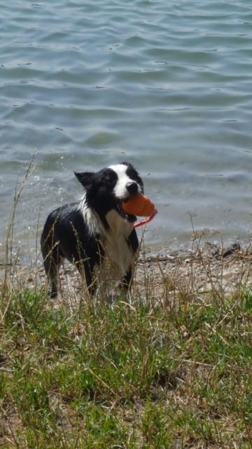 "Lucy" bei einem Ausflug an den See | Foto: Sonja Schmidl