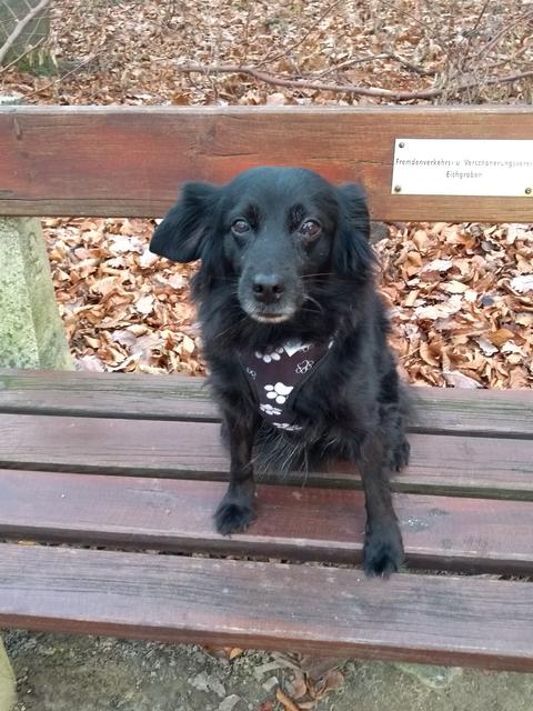 Hunde-Dame "Trixie" bei einer verdienten Pause während eines Spaziergangs | Foto: Hertha Trenk