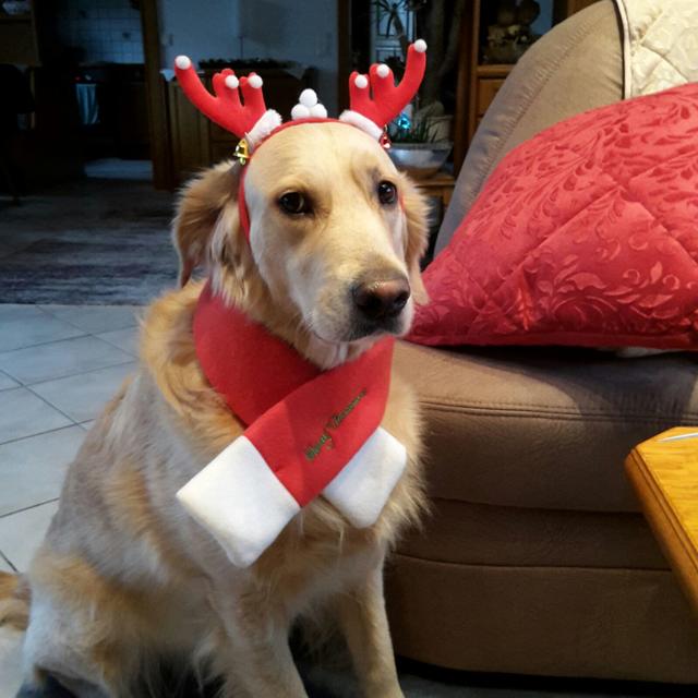 Lennox in seinem Weihnachts-Outfit | Foto: Klaudia Öhler