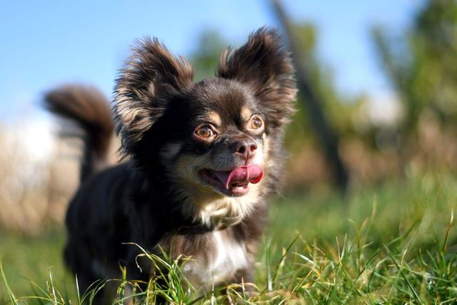 6 Jahre alter Hundeherr "Bobby" | Foto: Elke Hagen