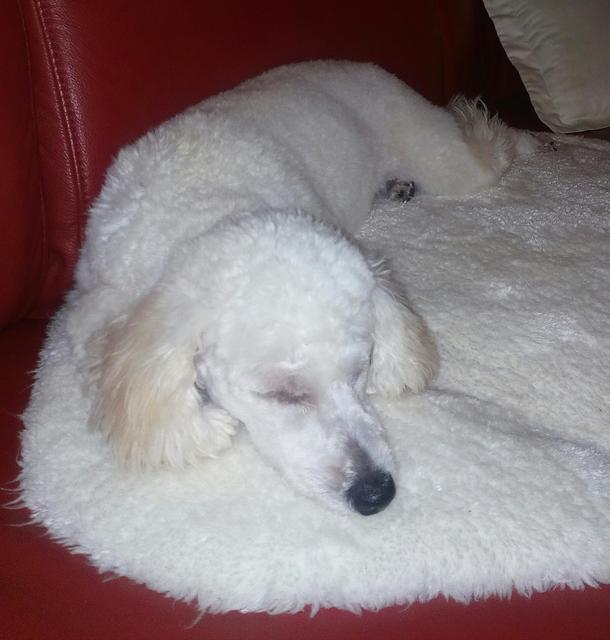 Der 6 Monate alte Pudel-Welpe "Bijanka" | Foto: Elfi Doleschal