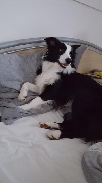 Hundedame "Lucy" darf im Bett schlafen | Foto: Sonja Schmidl