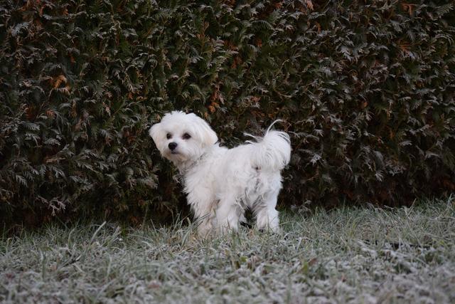 Ronny ist am liebsten draußen im Freien | Foto: Anna Schwingenschlögl