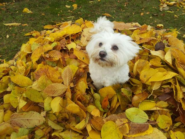 "Lilly" in herbstlichem Laub | Foto: Sandra Woditschka