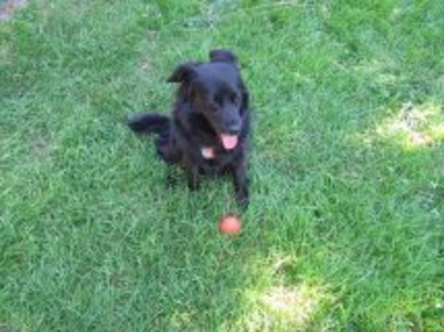 "Trixie" mit ihrem Bällchen | Foto: Hertha Trenk