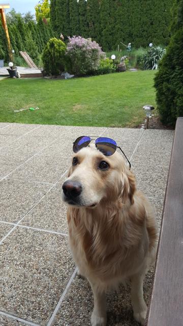 Lennox ganz lässig im Sommer mit seiner Sonnenbrille | Foto: Klaudia Öhler