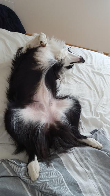 "Lucy" fühlt sich pudelwohl | Foto: Sonja Schmidl