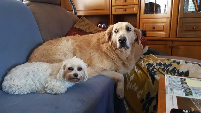 Am liebsten entspannen sich die beiden auf der Couch ihres Frauchens | Foto: Klaudia Öhler