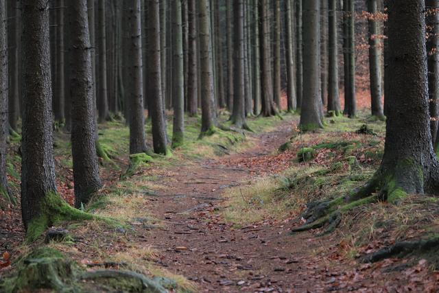 Schöne Waldwege im Wald am Poschenhof.