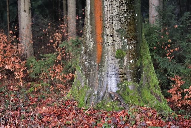 Ein Baum mit Farb-Strich...