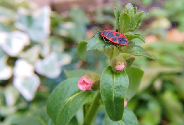 Fast hätte ich den Feuerkäfer übersehen, doch beim betrachten der Knospen am Löwenmaul, ist er er mir aufgefallen.
