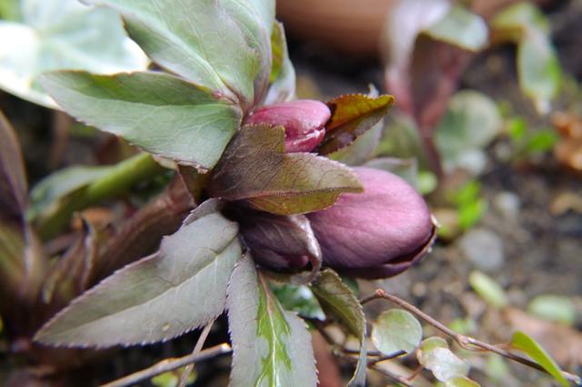 Schneerose oder Schwarzer Nieswurz Helleborus ''Charme'' mit roten Blüten war hinter einen Dekostein, den ich heute entfernt habe. Nun kann sie sich entfalten.