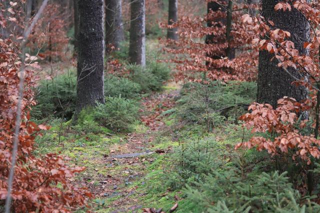 Noch ein schmaler Wald- Weg...