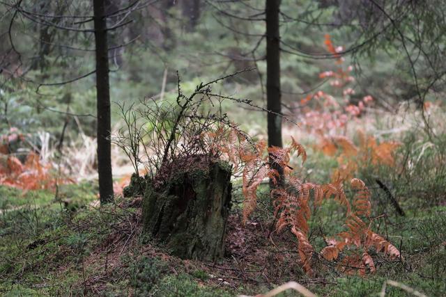 Der Rotschleierfarn bringt etwas Farbe in den Wald.