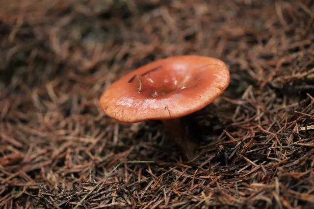Ein "KENN-ICH-NICHT Pilz"..