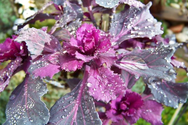 Zierkohl der schon das dritte Jahr den Garten mit lila Blättern bunt bereichert