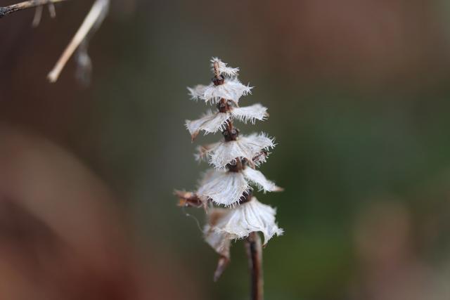 Ein hübsches *KENN-I-NET* Blümchen