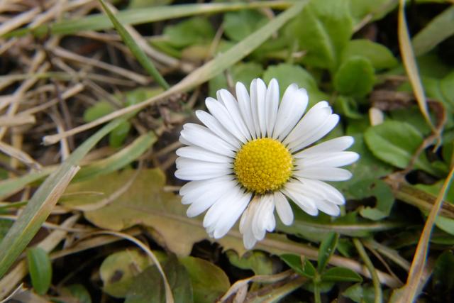 Zahlreiche Gänsenblümchen im Garten blühen 