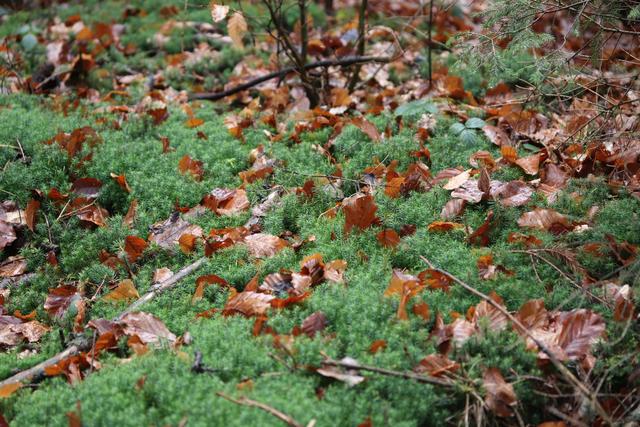 Es könnte auch eine Herbst-Aufnahme sein...