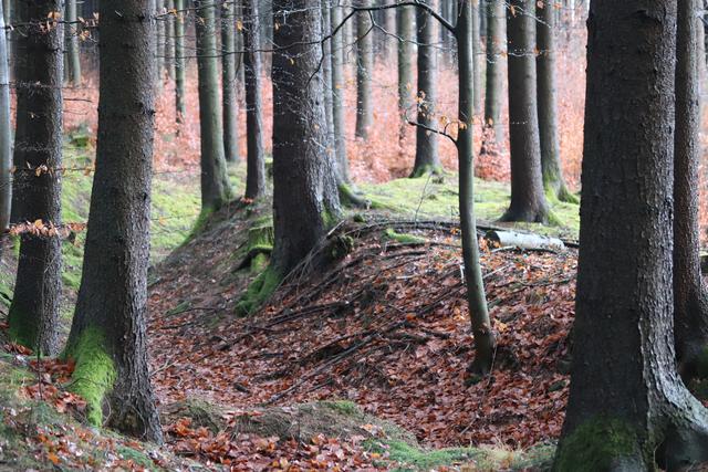 Der "WALD am Poschenhof" ist für mich der schönste Ort, um Ruhe und Stille zu finden. Nur die Vögel dürfen ihre Lieder pfeifen. 