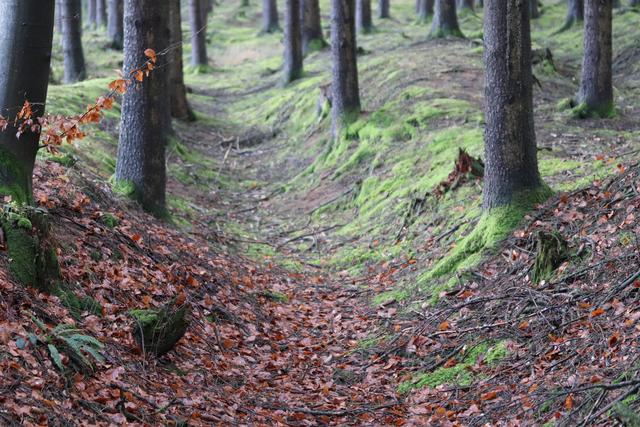 UND noch ein Bild vom "ZAUBERWALD"