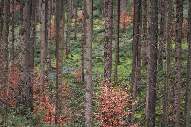 In den Nachbarwald umi g`schaut...