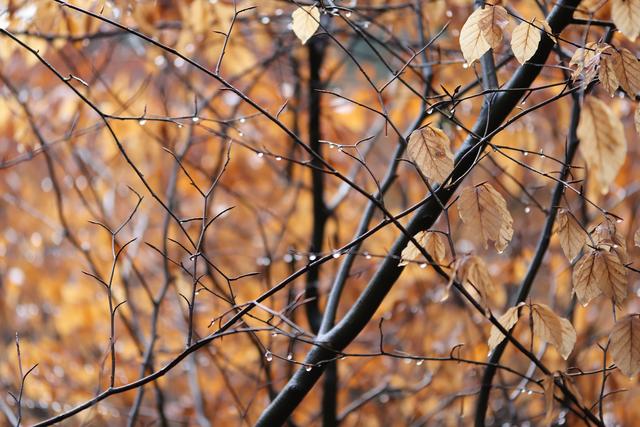 Im nassen Buchen-Blätter-Wald...