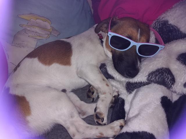 "Socke" sogar beim Schlafen ganz lässig mit Sonnenbrille | Foto: Claudia Kiehtreiber