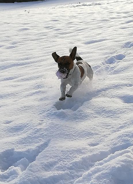 Sonnenschein "Socke" beim Spielen im Schnee | Foto: Claudia Kiehtreiber
