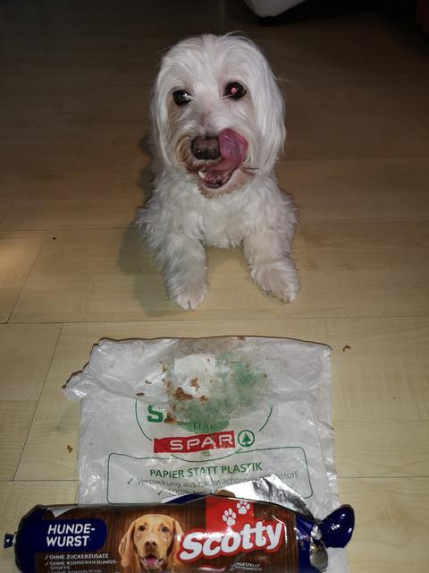 Dem Havaneser "Rango" schmeckt das Spar-Hundefutter sichtlich! | Foto: Karin Skwara