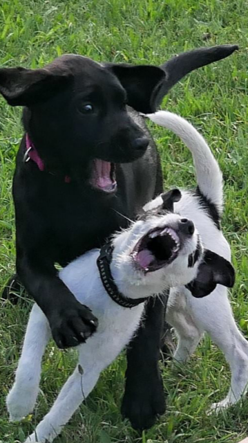 Was nach ernster Rauferei aussieht, ist bloß Spaß - Labrador "Birdy" mit seiner Freundin "Crazy" beim Spielen | Foto: Klaudia Wallner