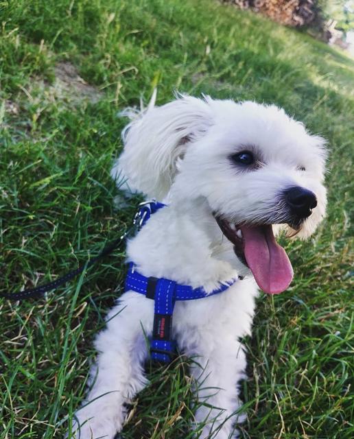 Der Malteser-bub "Beni" ist ein richtiger Wirbelwind | Foto: Hegyi Enikö