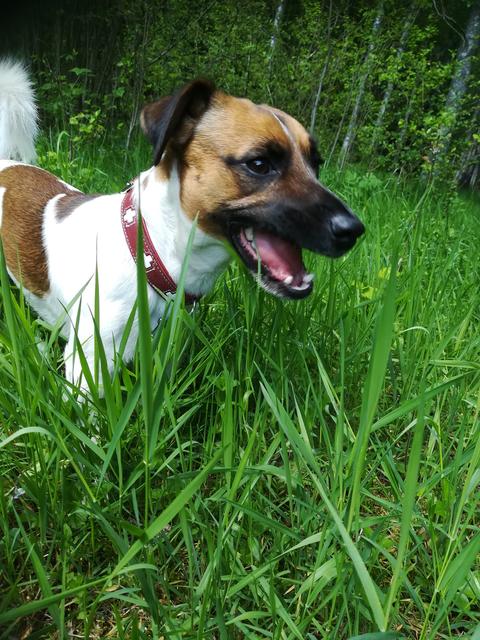 "Socke" im hohen Gras | Foto: Claudia Kiehtreiber