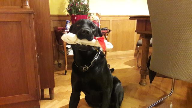 Hundeherr "Paul" hier mit seinem Weihnachtsgeschenk | Foto: Ferdinand Obed