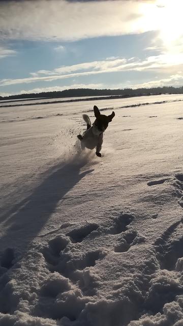 "Hoch die Pfoten" - Socke "fliegt" zu seinem Frauchen | Foto: Claudia Kiehtreiber