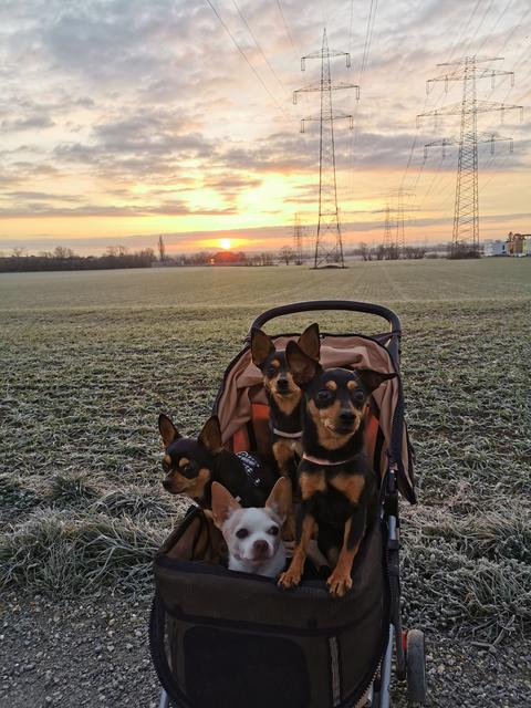"Der Hahn im Korb" - Hund "Bruno" genießt die Spazierfahrt mit "Coco, Amy &amp; Chanel" | Foto: Kerstin Blocher