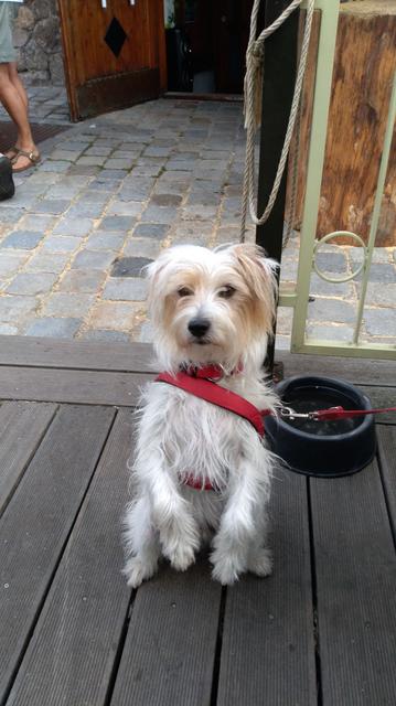 Der kleine "Early" sieht hier mit seiner Leine aus wie ein Garde-Offizier | Foto: Gertha Wiedenroth