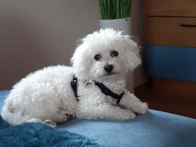 7 Jahre alter Bologneser "Timmy" auf seinem Lieblingsplatz | Foto: Karl Kellner