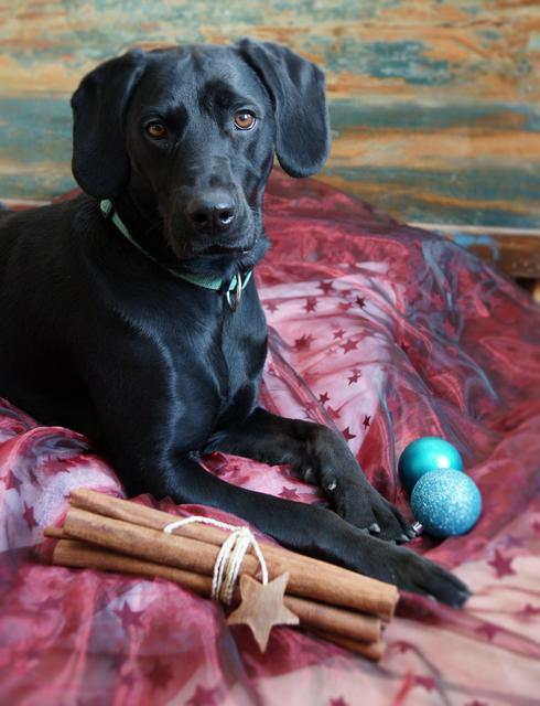 Der ehemalige ungarische Straßenhund hat sich in seinem neuen Zuhause gut eingelebt | Foto: Martina Bauer