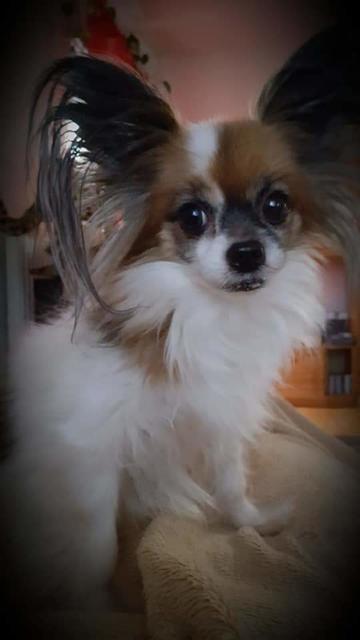 Hundedame Trixie benötigt ganz viele Leckerlis - sonst stibitzt sie sich Futter von anderen | Foto: Christine Weber