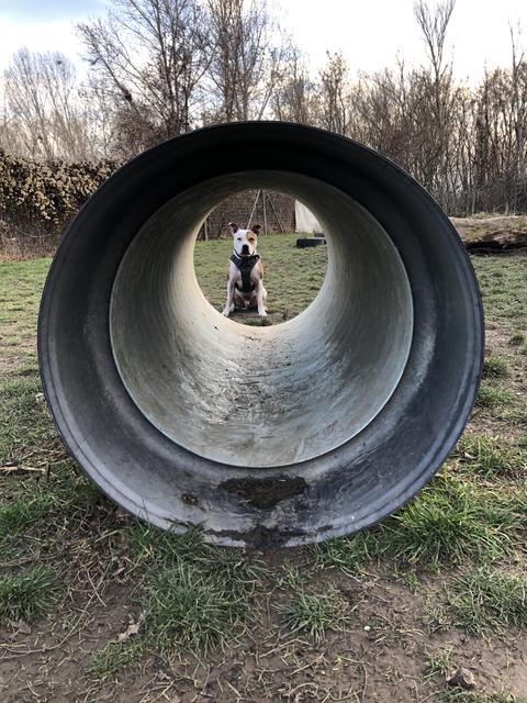 Patenhund Spike bei seinem Training | Foto: Bernadette Weber