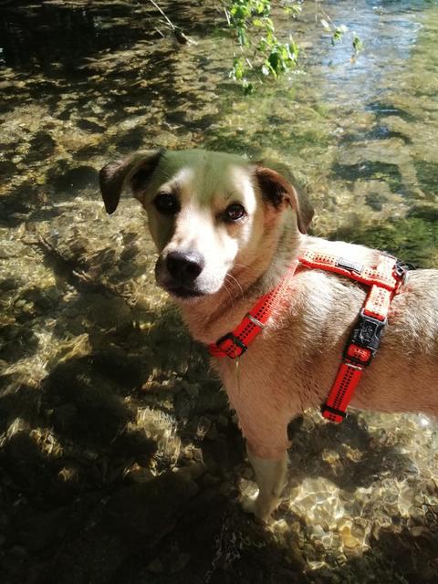 Hunde-Dame Coco beim einer kleinen Abkühlung | Foto: Verena Lampl