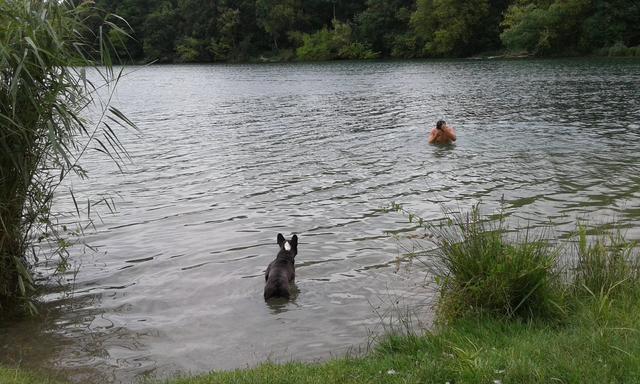 Bulldogge Oskar bei einer Abkühlung | Foto: Tobias Weitgasser
