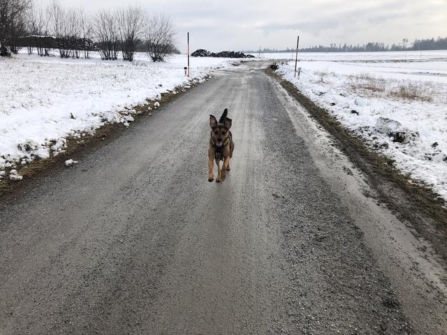 Hündin "Ajani" kommt zu ihrem Frauchen geflogen | Foto: Bernadette Weber