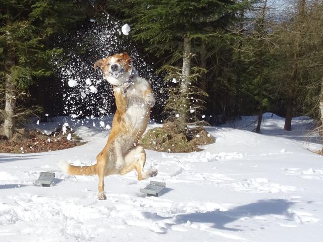 Hundebub Ferdinand "tanzt im Schnee" | Foto: Roswitha Haberl