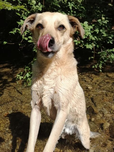 Der kleine Pincher-Mischling "Coco" | Foto: Verena Lampl